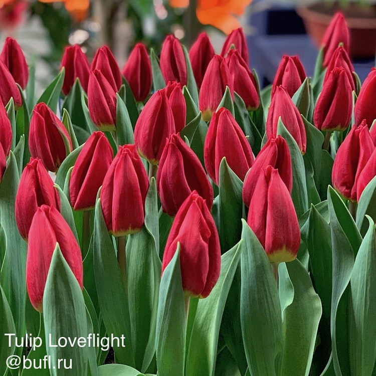 Tulip Loveflight Bufl Ru