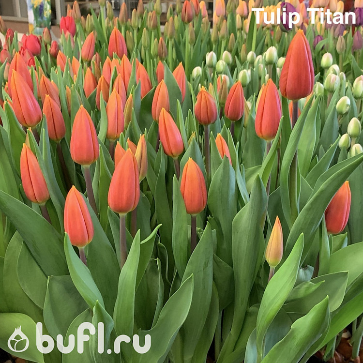 Tulip Titan Bufl Ru