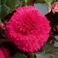 Бегония бахромчатая розовая (2 клубня)