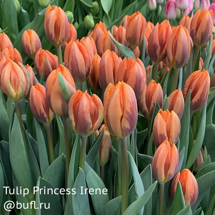 Тюльпан princess irene фото и описание