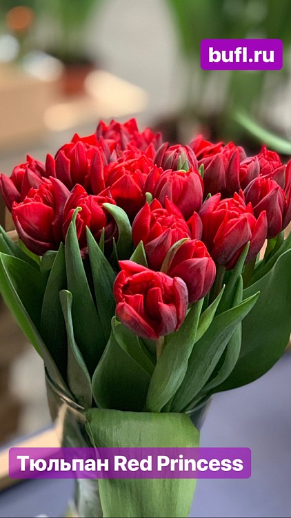 Red princess тюльпан фото Tulip Reg Princess авторское фото BUFL.RU