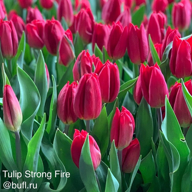 Tulip Strong Fire авторское фото BUFL.RU