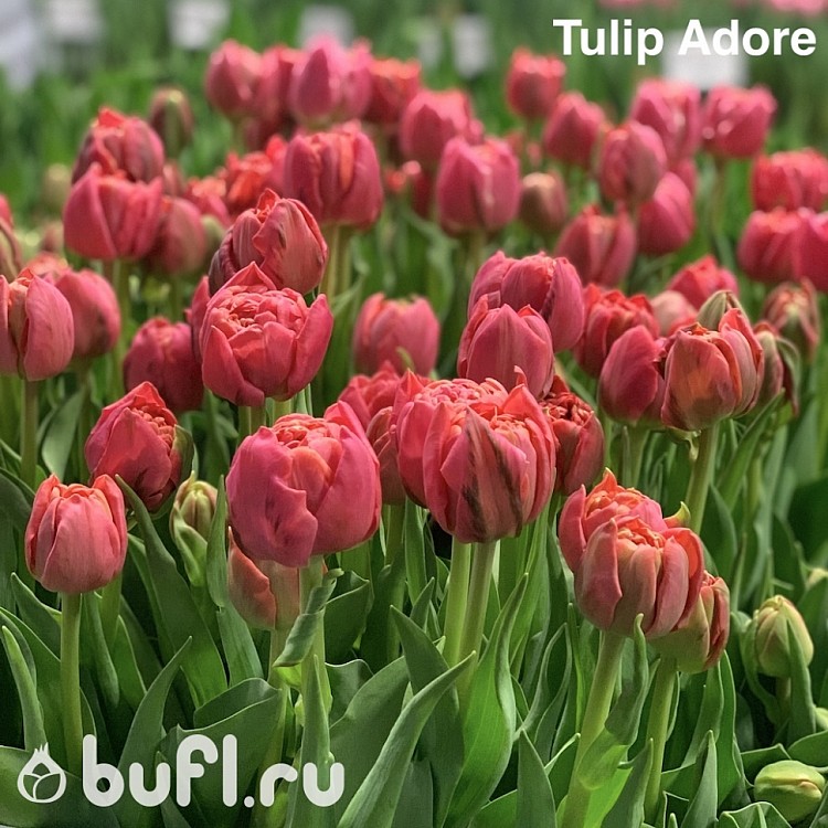 Тюльпан адоре фото и описание
