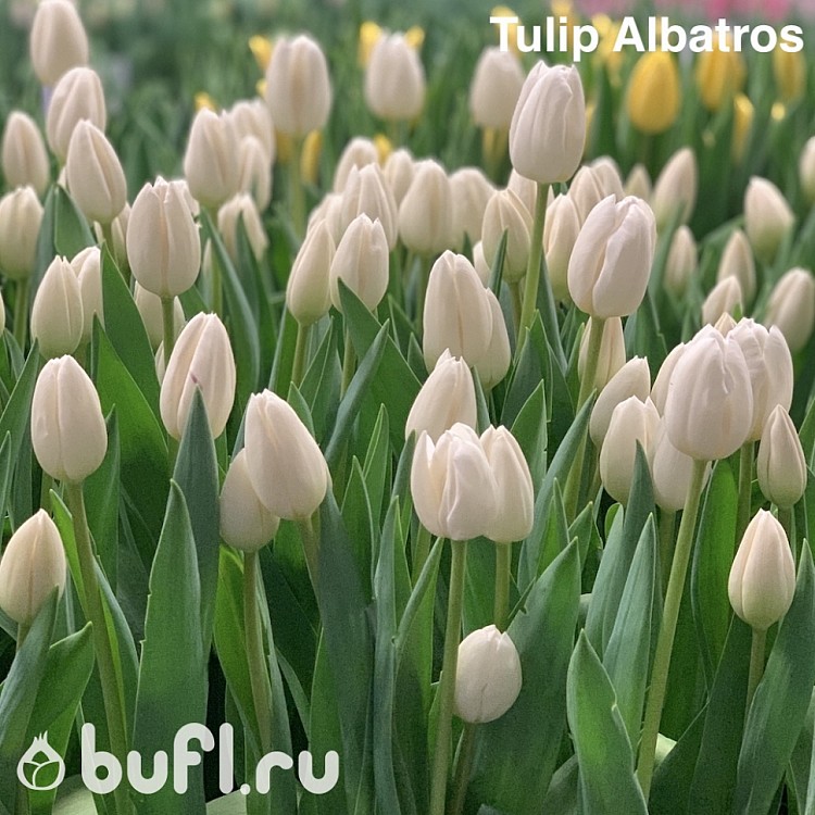 Тюльпаны альбатрос фото и описание