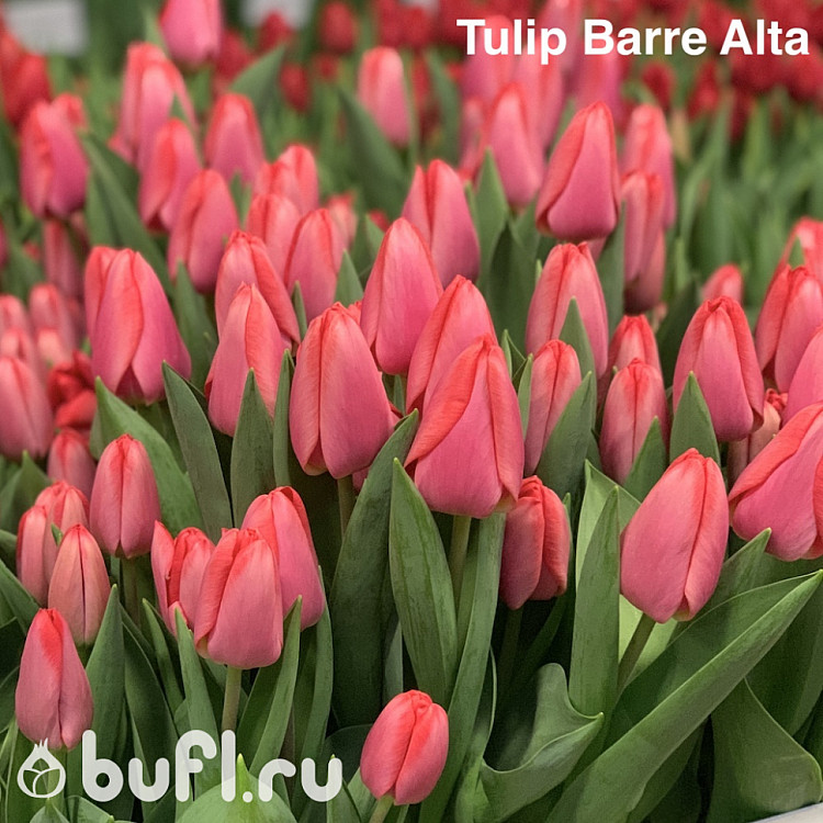 Barre alta тюльпан фото и описание