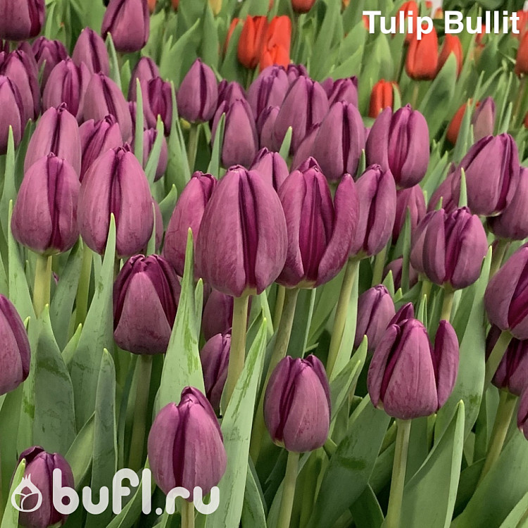 Булит тюльпан фото Tulip Bullit авторское фото BUFL.RU