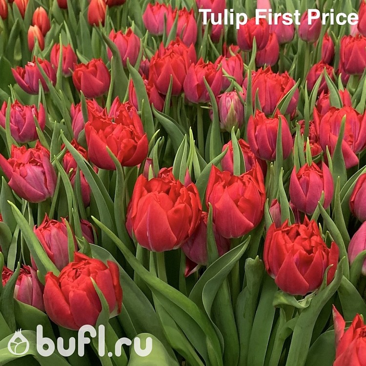 Тюльпан first. Tulipa first Price. Тюльпаны Ферст. Тюльпан Ферст прайс. Тюльпан du Price Fighter.