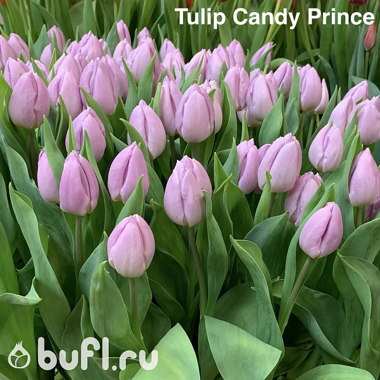 Тюльпаны кэнди. Тюльпан Кэнди Принс. Тюльпан Tulipa Candy Prince. Тюльпан Лайт Пинк Принс. Тюльпаны сорт Кэнди Принс.