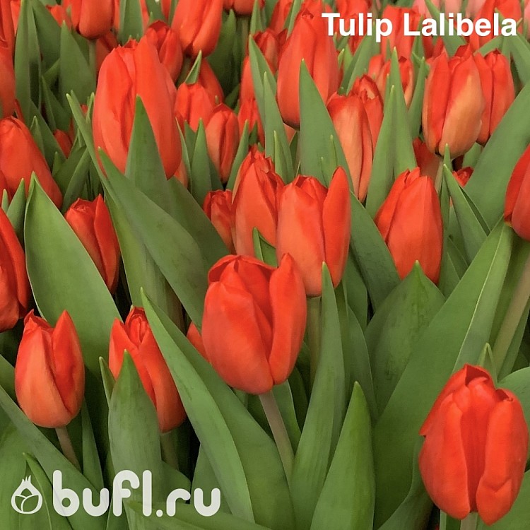 Тюльпан лалибела. Lalibela (Лалибела) тюльпаны. Сорт тюльпанов Лалибела. Тюльпан Лалибела 203062. Тюльпан Лалибела букет.