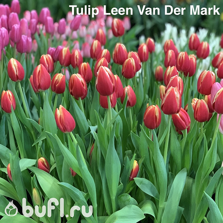 Tulip Leen Van Der Mark авторское фото BUFL.RU
