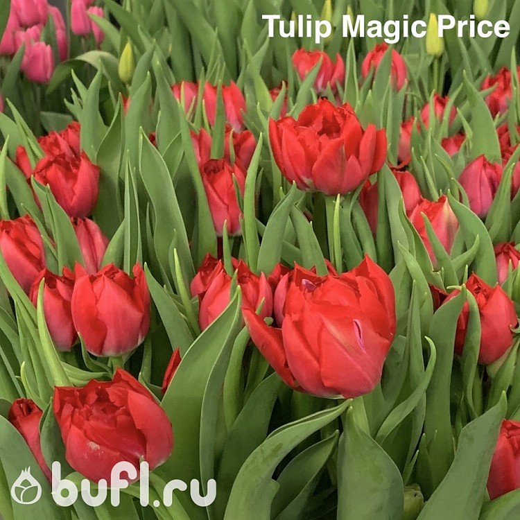 Прайс тюльпаны фото Tulip Magic Price авторское фото BUFL.RU