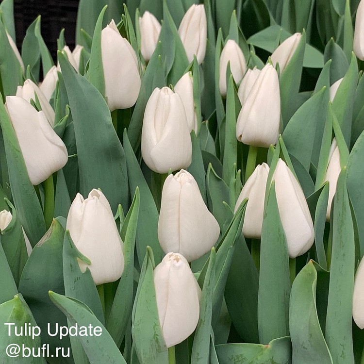 Tulip Update авторское фото BUFL.RU