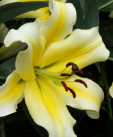 Лилия Conca d'Or (2 луковицы)