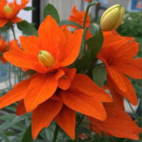 Лилия Hulk Лилия Hulk