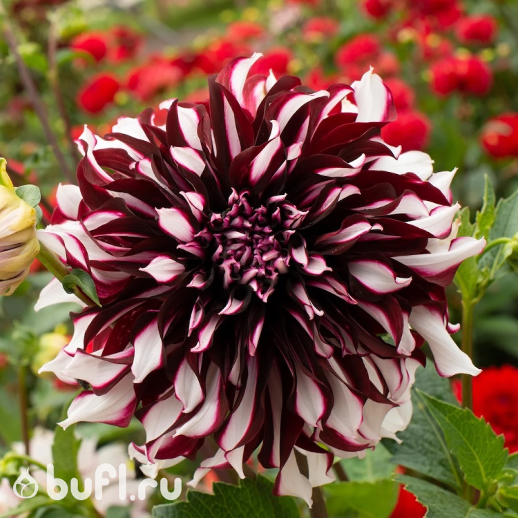 Георгин (Dahlia) Tartan