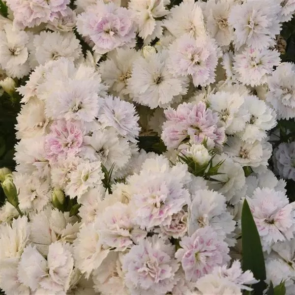 Гвоздика Dynasty White Blush (семена 5 шт.) Гвоздика Dynasty White Blush (семена 5 шт.)