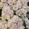 Гвоздика Dynasty White Blush (семена 5 шт.) Гвоздика Dynasty White Blush (семена 5 шт.)
