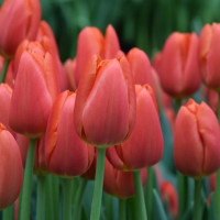 Тюльпан Orange Juice (5 луковиц)