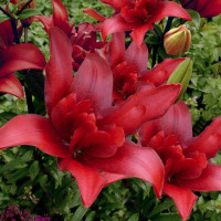 Лилия Bald Eagle