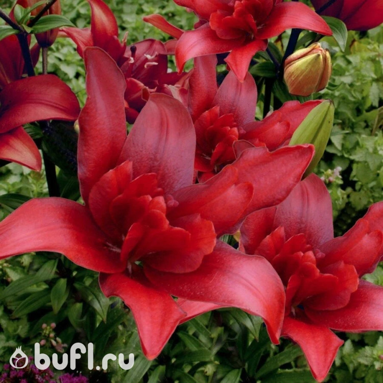 Лилия Bald Eagle