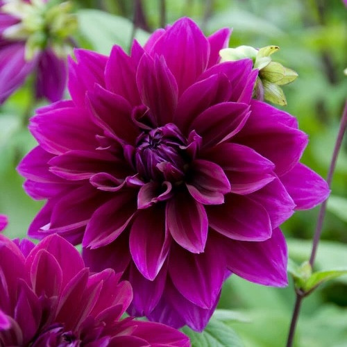 Георгин (Dahlia) Thomas A. Edison