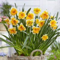 Нарцисс Оранжери (Orangery) 3 луковицы