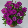Остеоспермум Akila Purple (семена 5 шт.)