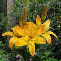 Лилия Gold Twin