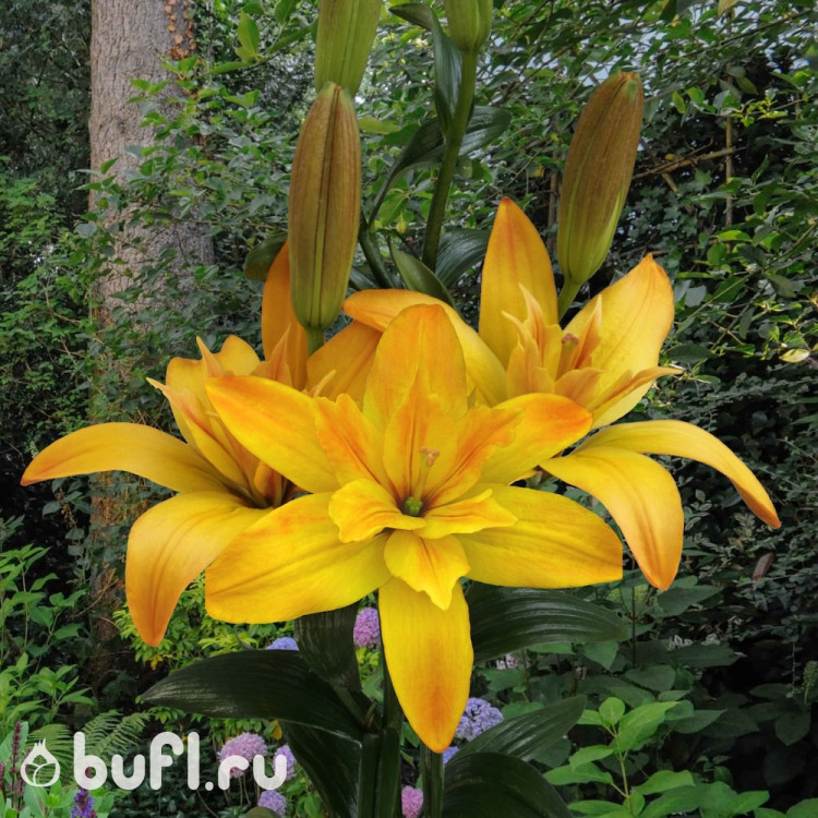 Лилия Gold Twin Лилия Gold Twin