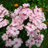 Флокс Rosa Pastell