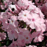 Флокс Rosa Pastell