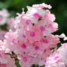 Флокс Rosa Pastell