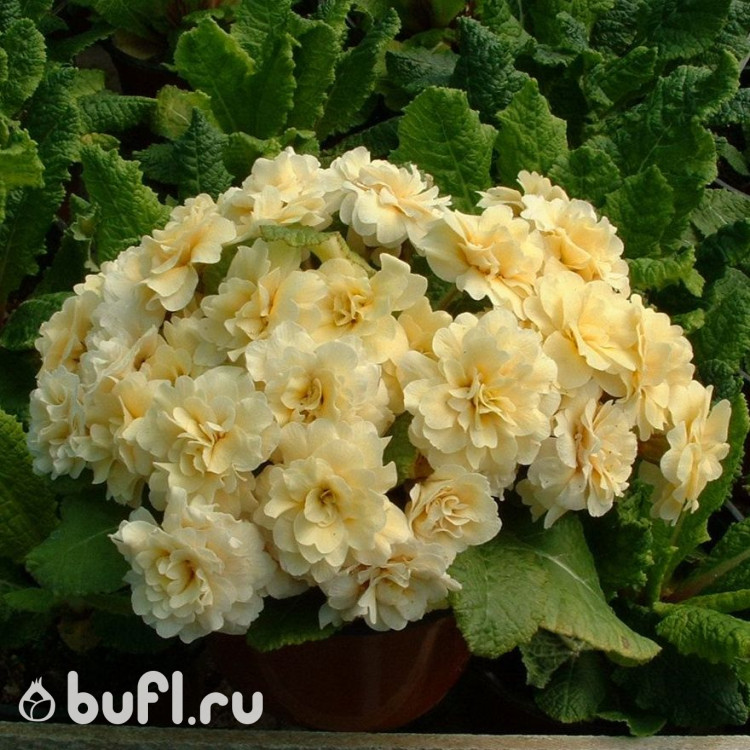 Примула Creme de Tregor
