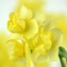 Нарцисс Еллоу Чирфулнес (Yellow Cheerfulness) 3 луковицы