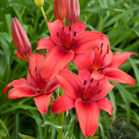 Лилия Red Highland