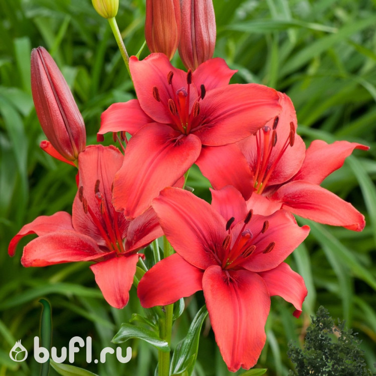 Лилия Red Highland Лилия Red Highland