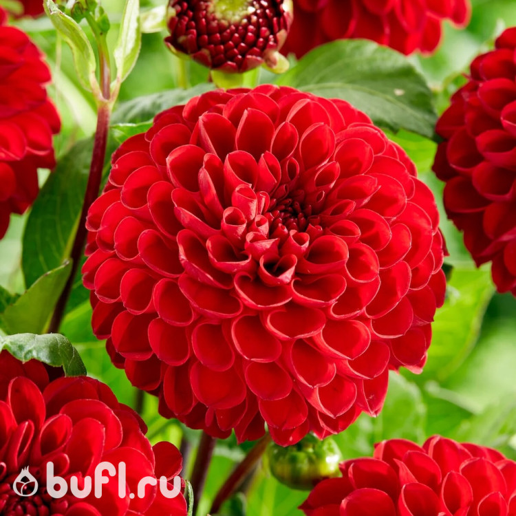 Георгин (Dahlia) Viking Георгин (Dahlia) Viking