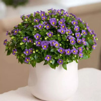 Экзакум Princess Deep Blue (семена 5 шт.)