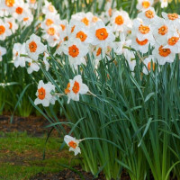 Нарцисс Professor Einstein (3 луковицы)