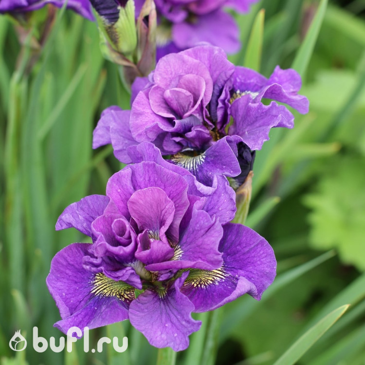 Ирис Сибирский Bundle of Joy