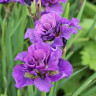 Ирис Сибирский Bundle of Joy