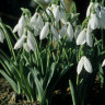 Галантус Элвеса (Galanthus Elwesii) 10 луковиц
