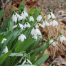 Галантус Элвеса (Galanthus Elwesii) 10 луковиц