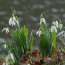 Галантус Элвеса (Galanthus Elwesii) 10 луковиц