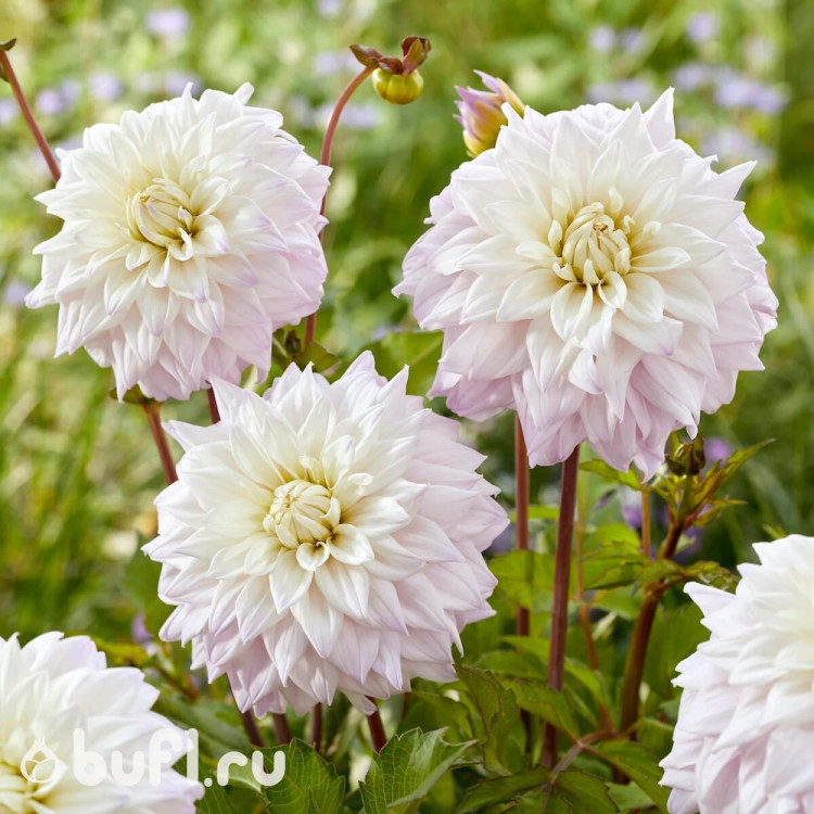 Георгин (Dahlia) Who Me Георгин (Dahlia) Who Me