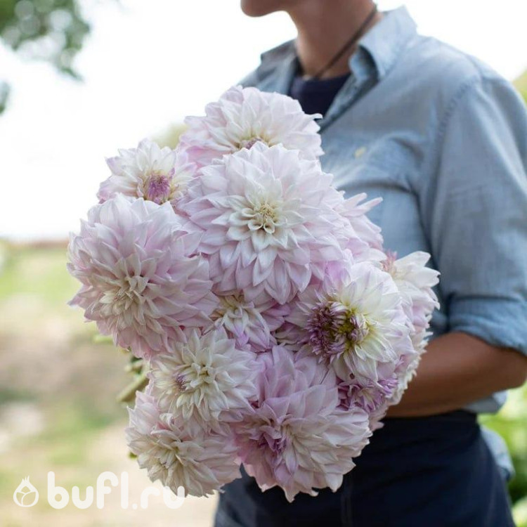 Георгин Who Me (Кто я) Георгин Who Me (Кто я)