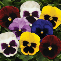 Виола крупноцветковая смесь цветов (10 семян)