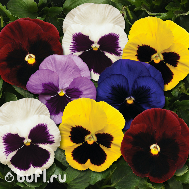 Виола крупноцветковая смесь цветов (10 семян)