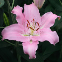 Лилия Josephine