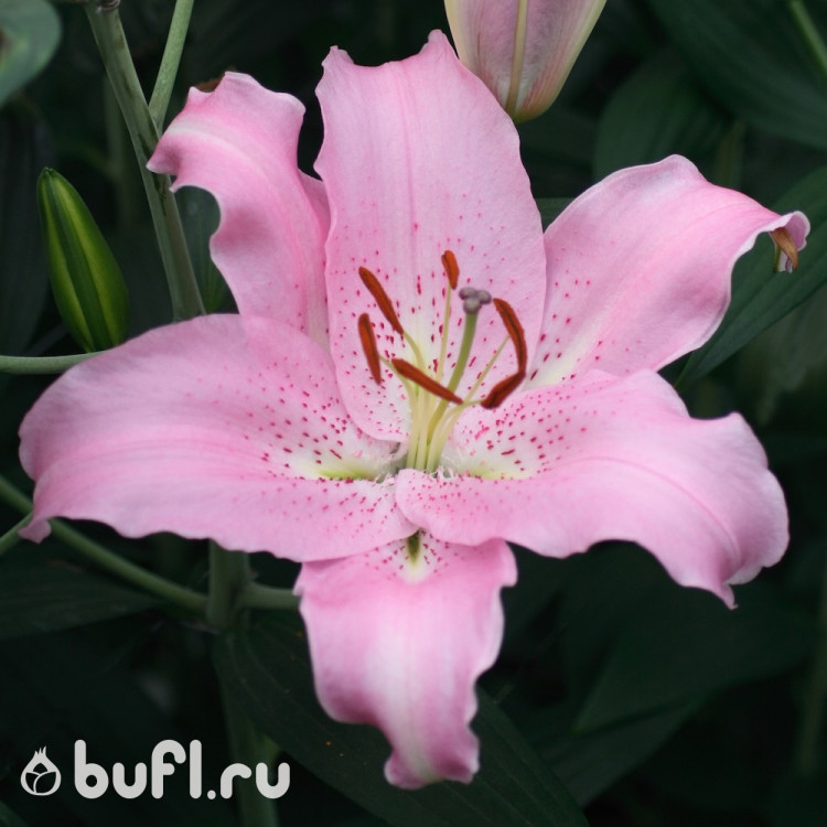 Лилия Josephine